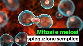 MITOSI e MEIOSI in breve