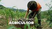 La agricultura en el PERU 2024