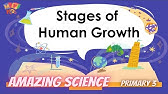 P. 3 | Science | Stages of Human Growth