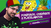 🐍 Zoologia (1/6): Poríferos, Cnidários e Platelmintos - Biologia - ENEM