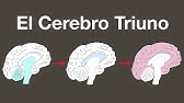 El Cerebro Triuno