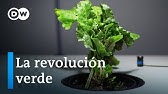 Bioeconomía como alternativa - ¿qué tan prometedores son los recursos renovables? | DW Documental