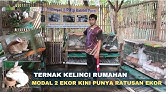 TERNAK KELINCI SKALA RUMAHAN MODAL KECIL KEUNTUNGANNYA BESAR