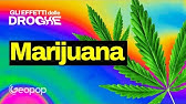 Polemica Cannabis e codice della strada: cosa succede quando fumiamo? Gli effetti della marijuana