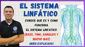 🏅 EL SISTEMA LINFATICO: LA LINFA, BAZO, TIMO,  VASOS Y GANGLIOS LINFATICOS. BIEN EXPLICADO