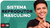 SISTEMA REPRODUTOR MASCULINO - REPRODUÇÃO HUMANA - Prof. Kennedy Ramos