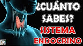 ¿Cuánto Sabes Sobre el "SISTEMA ENDOCRINO"? Test/Trivial/Quiz