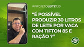 É possível produzir 30 L de leite por vaca com TIFTON 85 e ração? | #projetoleite730 #032