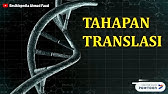 Tahapan Translasi pada Prokariotik dan Eukariotik Sintesis Protein