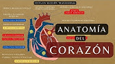 ANATOMÍA Y FISIOLOGÍA DEL CORAZÓN - Repaso básico | Configuración Externa e Interna del Corazón"