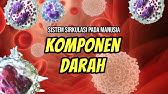 Komponen Darah | Sistem Peredaran Darah Pada Manusia