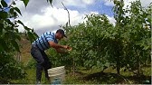 Implementación de las Buenas Prácticas Agricolas en la Agricultura - TvAgro por Juan Gonzalo Angel