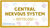 Central nervous system: Histology