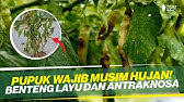 TRIK SUKSES TANAM CABAI MUSIM HUJAN ‼ KALSIUM, SUSU UNTUK TANAMAN ‼