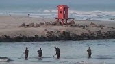 A interação boto, tainha e pescador: amigos de pesca