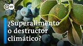 El impacto de los superalimentos - ¿Dónde crecen los aguacates y los arándanos? | DW Documental