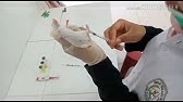 Praktikum Farmakologi - Uji Antipiretik