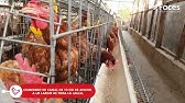 Infraestructura y equipos para aves de postura