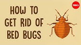 Why is it so hard to get rid of bed bugs? - Gale E. Ridge