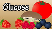 Glucose - What Is Glucose? - Foods High In Glucose - How Glucose Affects The Body