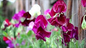 How to Grow Sweet Peas from Seed