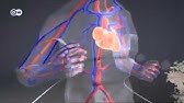 La Importancia de la actividad fisica para la Salud