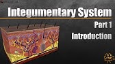 Integumentary System In 9 Minutes (Part 1 Of 3)