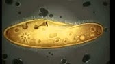 Ciencia Divertida Reino Protista o Protoctista