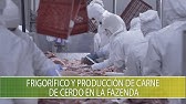 Frigorifico y produccion de carne de cerdo en la fazenda - TvAgro por Juan Gonzalo Angel Restrepo