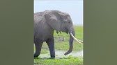 The wisdom of elephants passed down from generation to generation #wildlife #animals