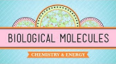 Biological Molecules - You Are What You Eat: Crash Course Biology #3