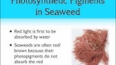 Photosynthetic Pigments