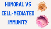 HUMORAL IMMUNITY vs CELL MEDIATED IMMUNITY