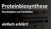 Proteinbiosynthese einfach erklärt