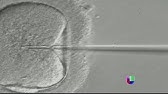 Manipulación genética controversial - Noticiero Univisión