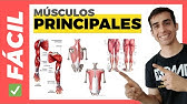 ✅ PRINCIPALES MÚSCULOS del CUERPO HUMANO (Fácil) Anatomía