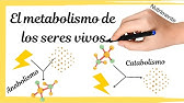 El METABOLISMO de los seres vivos [ANABOLISMO y CATABOLISMO]