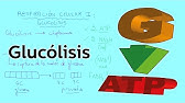 Respiración celular I: glucólisis - Citología y Genética - Educatina