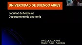 Anatomía linfáticos de miembro superior. Prof. Dr,. José L. Ciucci