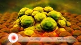 Cancer: Unregulated Cell Division