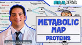 Metabolism | The Metabolic Map: Proteins