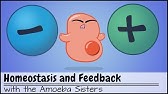 Homeostasis and Negative/Positive Feedback