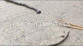 Platyhelminthes