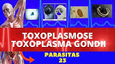 TOXOPLASMOSE -TOXOPLASMA GONDII - PARASITOLOGIA | INFECTOLOGIA