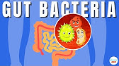 Gut Microbiome Explained in Simple Words