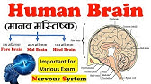 Human Brain (मानव मस्तिष्क) || Human Brain Facts [Fore Brain] || Nervous System || Brain class 10