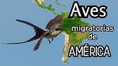 Sorprendentes migraciones de Aves