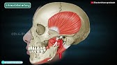 Maxillary Artery Anatomy (Animation) : Dr G Bhanu Prakash