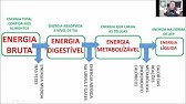 Nutrição de não ruminantes - importância, utilização e metabolismo da energia para animais
