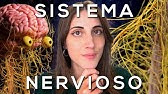 El SISTEMA NERVIOSO explicado FÁCIL